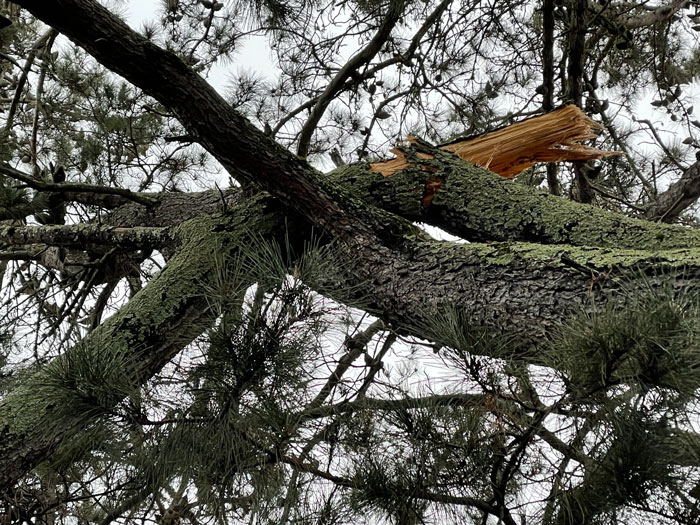 Tree Failure - fire Safety - Tree Care Services Santa Rosa