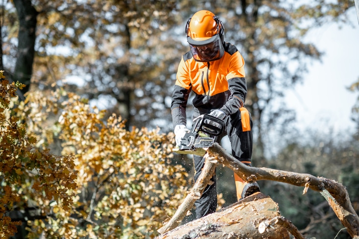 sawing branches from a tree trunk