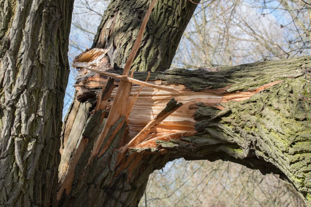 Close-up of tree bark with small bore holes and sawdust frass from hidden insect activity