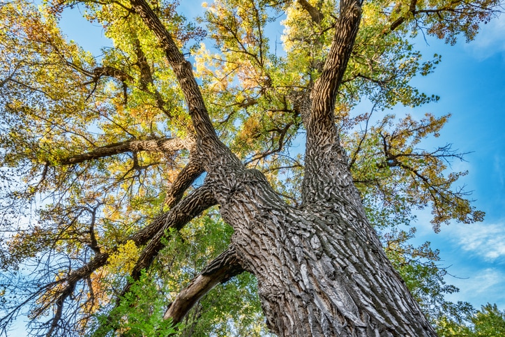 Giant cottonwood tree