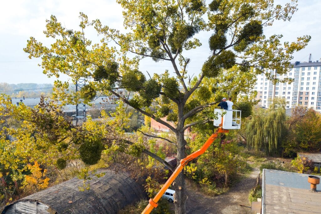 Large tree with trimmed understory and cleared brush near home in dry summer conditions