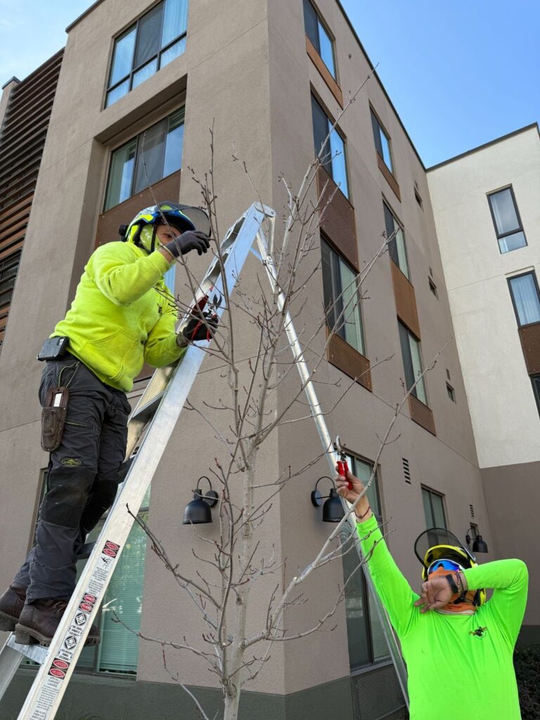 Certified arborist inspecting a tree during fall in Sonoma County