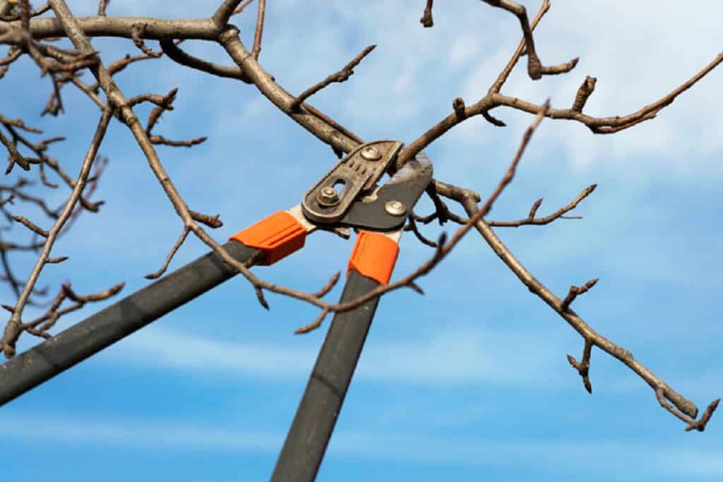 tree pruning