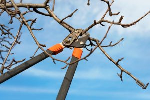 tree pruning